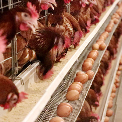 Lapisan Besar Peternakan Ayam Kandang Daya Baterai Daya Panas Dicelupkan Bahan Gaval