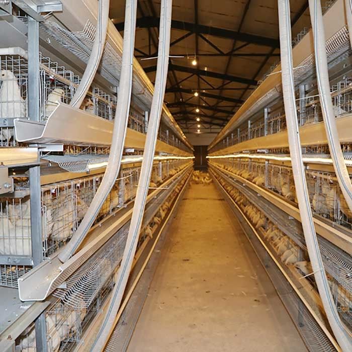 Lapisan Besar Peternakan Ayam Kandang Daya Baterai Daya Panas Dicelupkan Bahan Gaval