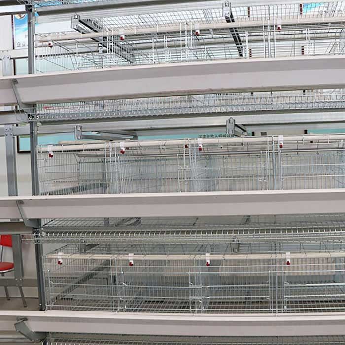 Battery Coop Pemeliharaan Kandang Ayam Unggas Kapasitas Besar Untuk Meningkatkan Ayam