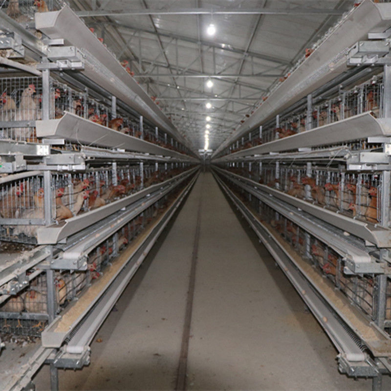 4tier H Type 128 Birds Chicken Layer Cage Dengan Sistem Pembersihan Otomatis Sabuk