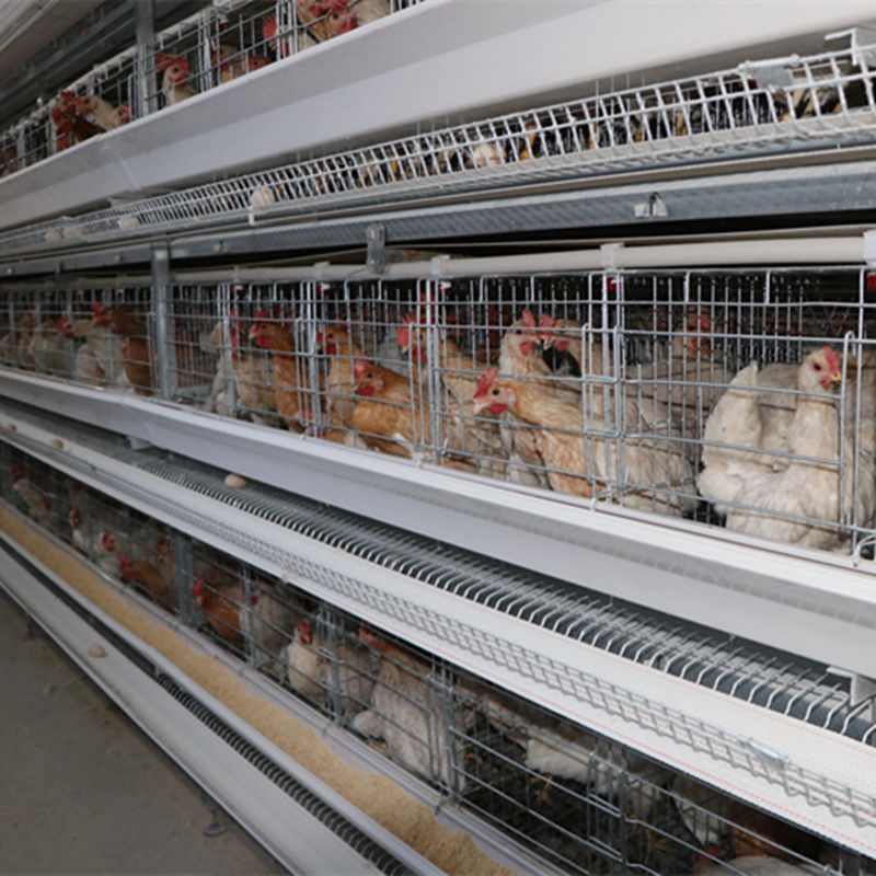 4tier H Type 128 Birds Chicken Layer Cage Dengan Sistem Pembersihan Otomatis Sabuk