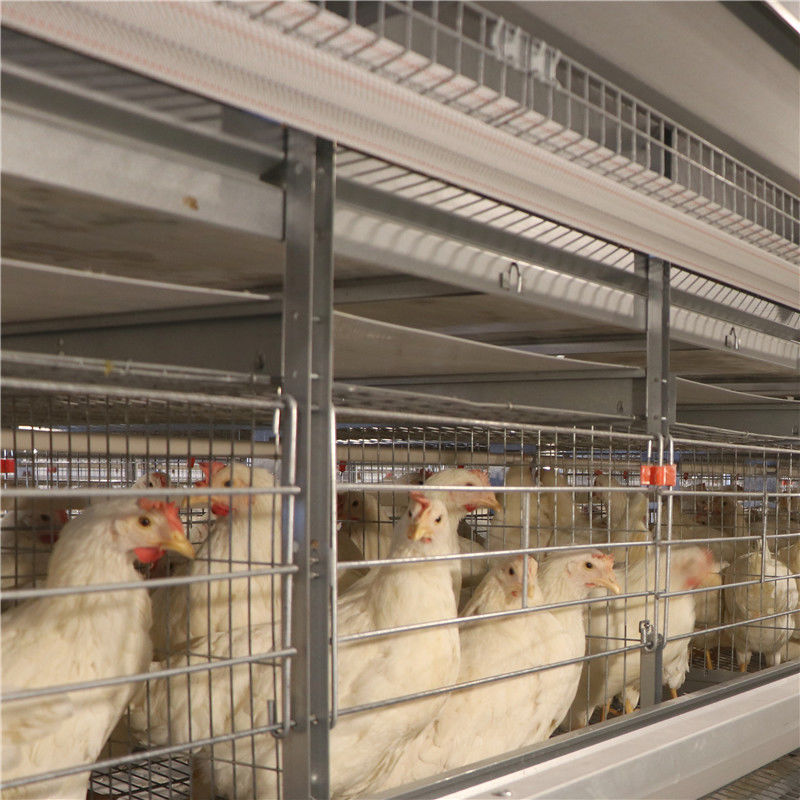 Peternakan Unggas Kandang Ayam Lapisan Telur Galvanis Untuk 5000 Burung
