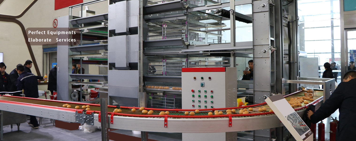 kualitas Kandang Ayam Unggas pabrik