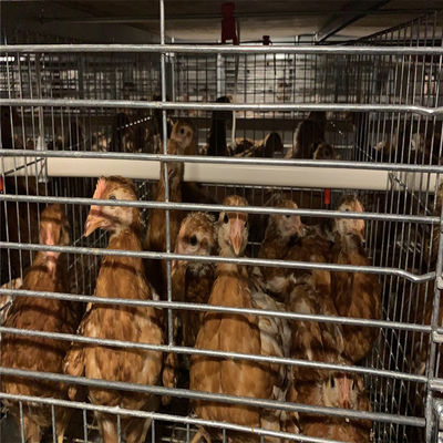Struktur Rangka Kandang Lapisan Ayam Unggas OEM Untuk Aplikasi Peternakan