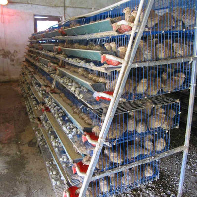 Kandang Puyuh Galvanis Panas Untuk Produksi Telur Kawat Baja Q235