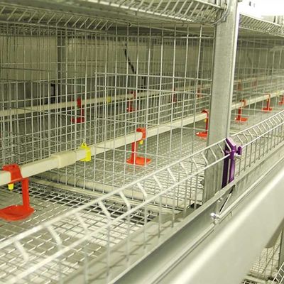 195 * 50 * 35 CM Cewek Brooder Cage, Pertanian Lapisan Kandang Efisiensi Tinggi