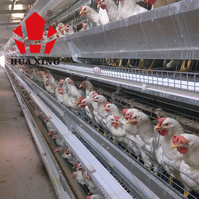 Produsen Kandang 90 - 160 Burung Peralatan Peternakan Ayam Petelur Galvanis Panas Lapis Kandang Ayam