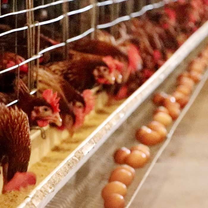 Desain Kustom Kandang Baterai Ayam, Hemat Tenaga Kerja 50 HZ Jenis Kandang Ayam