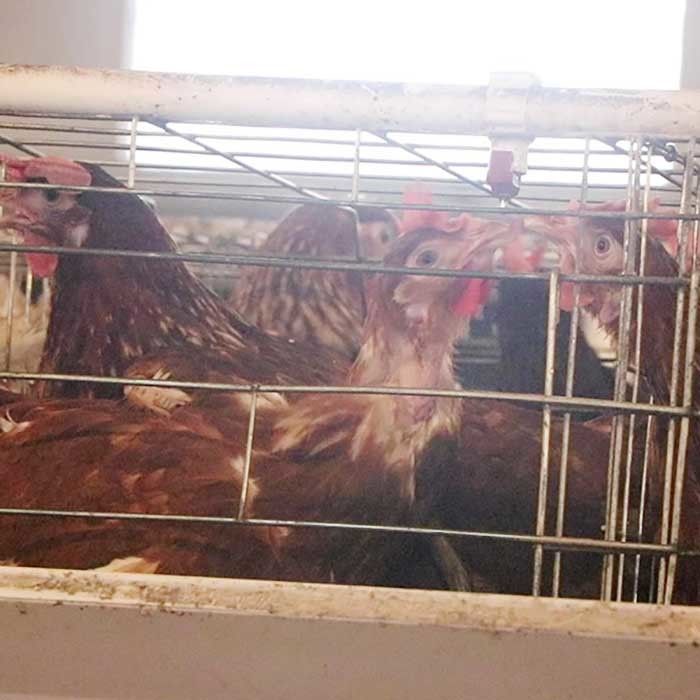Kandang Ayam Tipe Lapisan Kuat Untuk Penjualan Telur Pertanian Skala Besar Mudah Dibersihkan