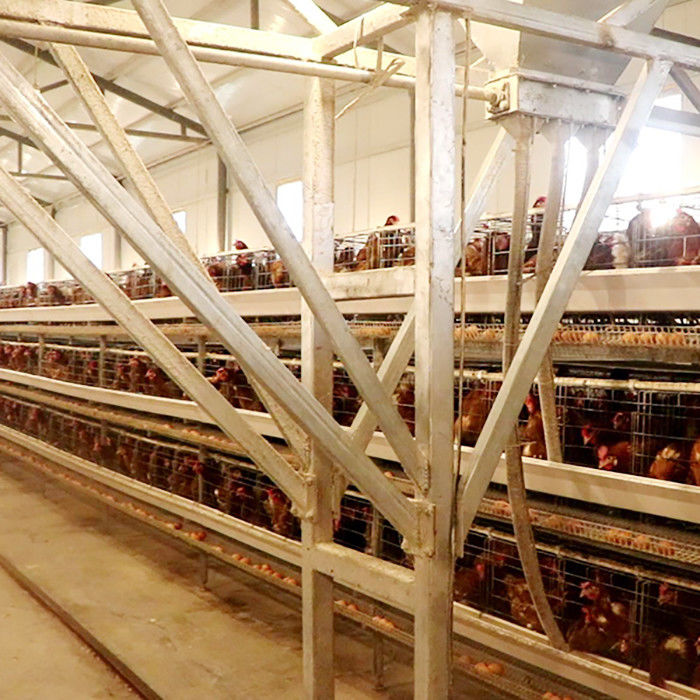 Kandang Ayam Tipe Lapisan Kuat Untuk Penjualan Telur Pertanian Skala Besar Mudah Dibersihkan