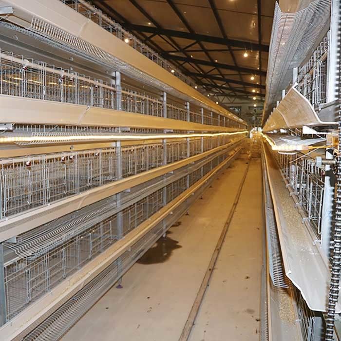 Sistem Pemeliharaan Kandang Peternakan Unggas, Kandang Lapisan Jenis Untuk Ayam