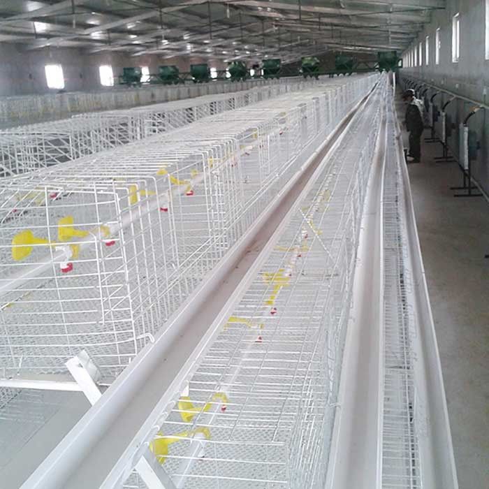 Kandang Ayam Broiler Perak Putih Tahan Suhu Tinggi Dengan Sistem Pemberian Makan / EC