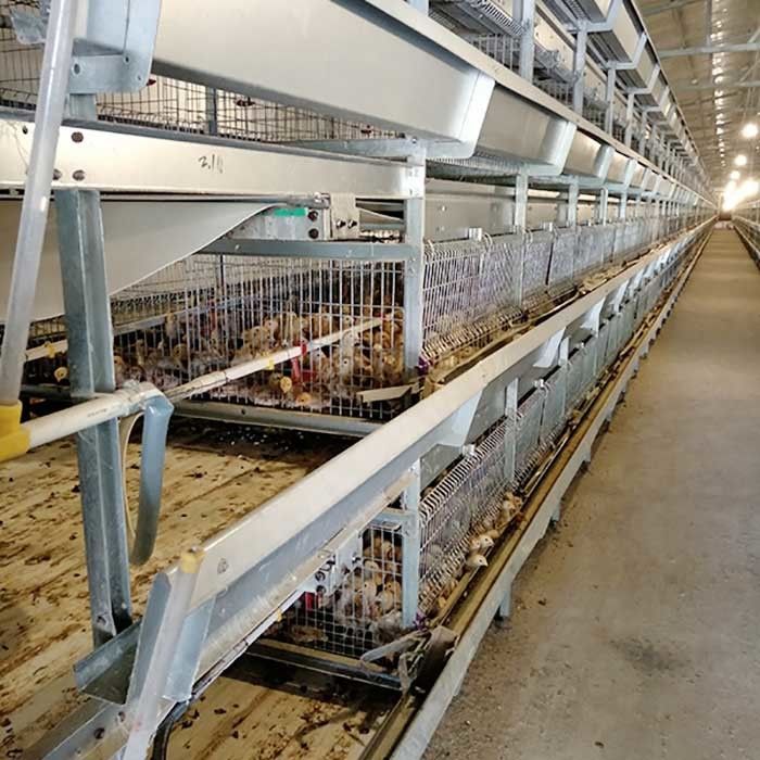 Kandang Otomatis Untuk Anak Ayam, 264 Kandang Peternakan Unggas Kapasitas Lapisan