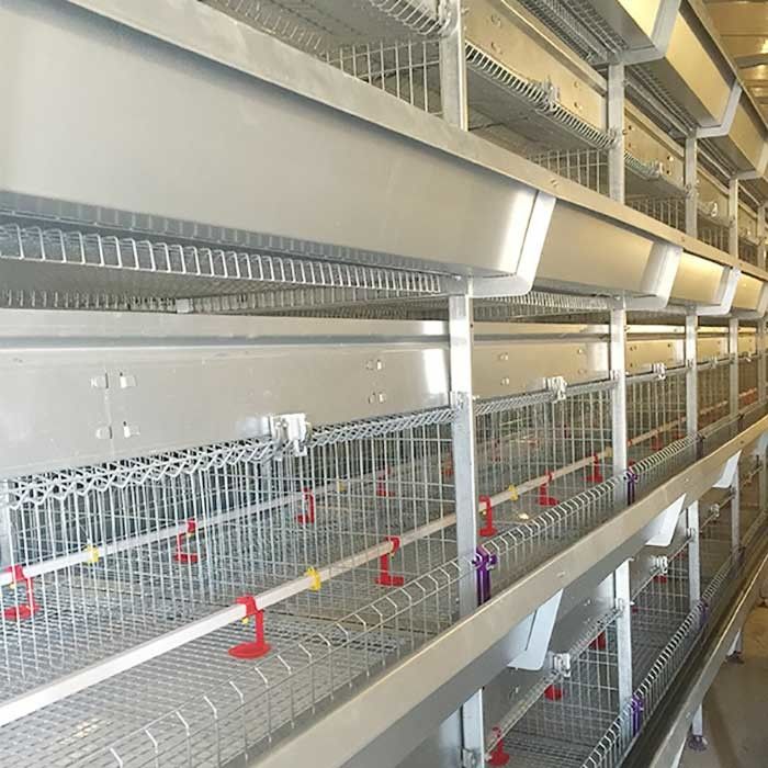 4 Tier 195CM Brooder Cage Untuk Anak Ayam Jenis Bahan Baja Galvanis Q235