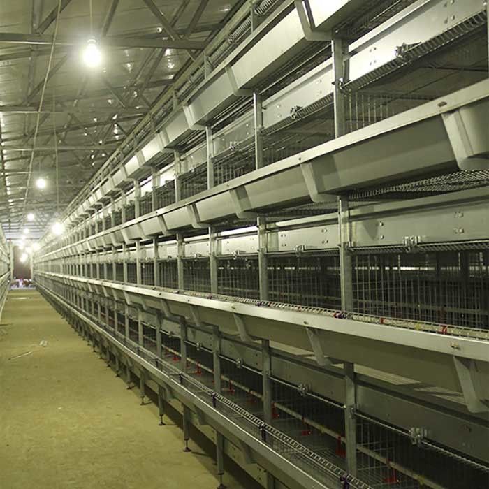 195 * 50 * 35 CM Cewek Brooder Cage, Pertanian Lapisan Kandang Efisiensi Tinggi