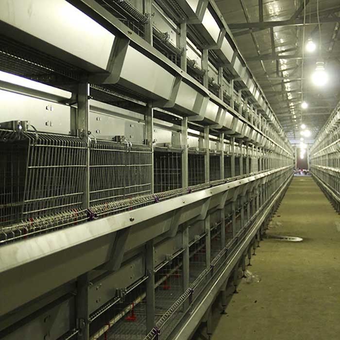 195 * 50 * 35 CM Cewek Brooder Cage, Pertanian Lapisan Kandang Efisiensi Tinggi