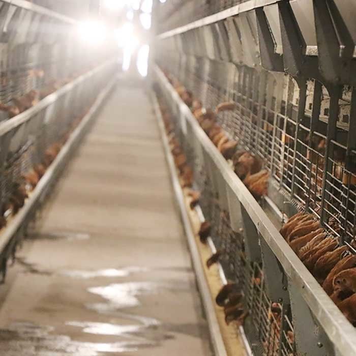 Kandang Ayam Galvanis Kawat Panas Dicelup, Peralatan Pengolah Ayam Komersial