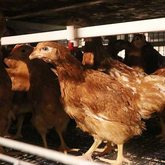 Kandang Petelur Ayam Petelur Ayam Antirust Peternakan Kandang Baterai
