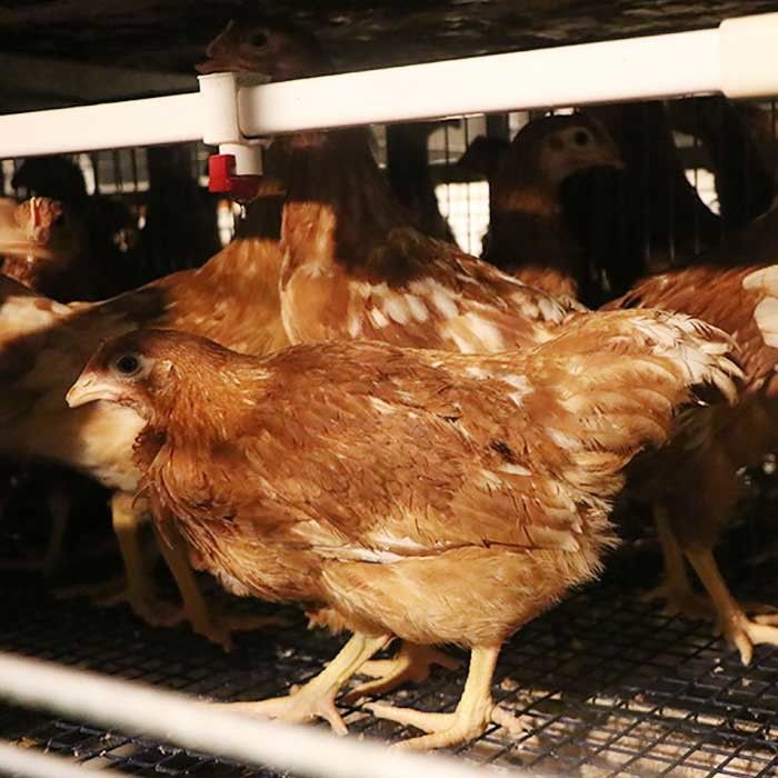 Q235 Lapisan Kawat Baja Kandang Ayam Desain Kustom Dengan Sistem Makan / Minum