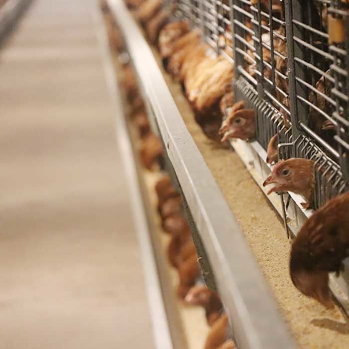 Kandang Ayam Galvanis Kawat Panas Dicelup, Peralatan Pengolah Ayam Komersial