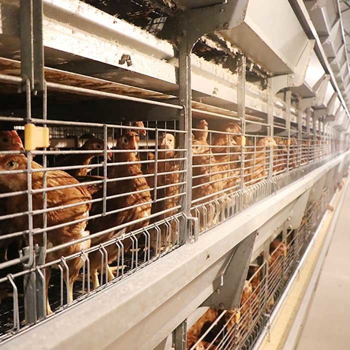 Q235 Kawat Baja Kandang Ayam Unggas Kinerja Stabil 0 - 20kw Daya Untuk Pertanian