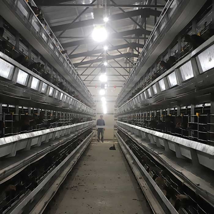 Q235 Kawat Baja Kandang Ayam Unggas Kinerja Stabil 0 - 20kw Daya Untuk Pertanian