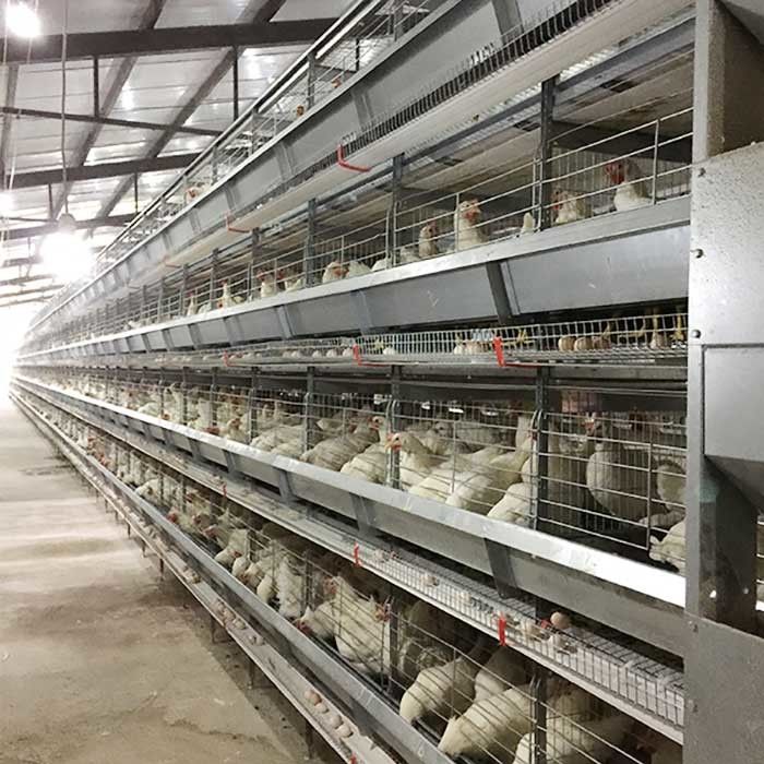 Peternakan Meningkatkan Lapisan Kandang Ayam Efisiensi Tinggi Hemat Tenaga Kerja Dengan Pencahayaan