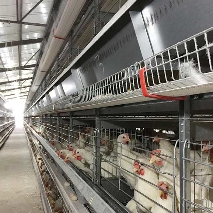4 - 8.5m Meningkatkan Kontrol Kandang Ayam Unggas Dengan Kolektor Telur Otomatis