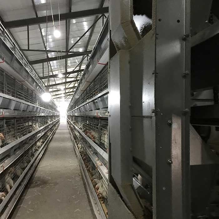 Kandang Baterai Pengumpan Berjalan Untuk Unggas, Tinggi Kustom Kandang Ayam Modern