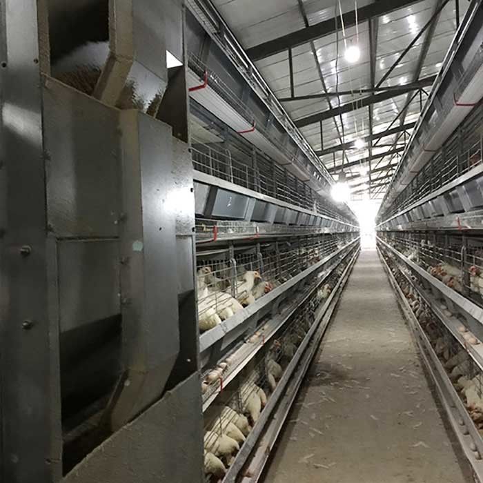 Kandang Baterai Pengumpan Berjalan Untuk Unggas, Tinggi Kustom Kandang Ayam Modern