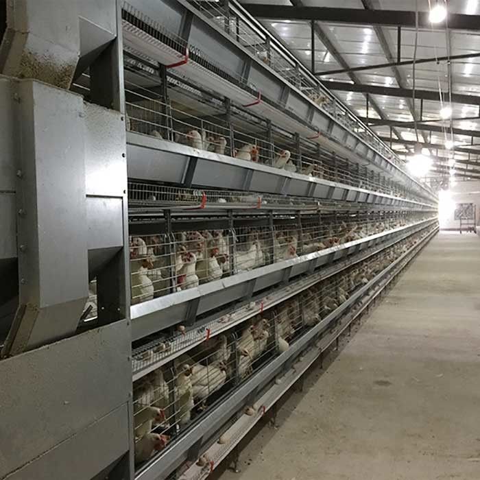 Kandang Unggas H Jenis Galvanis Dicelup Panas, Kandang Ayam Pengumpan Berjalan