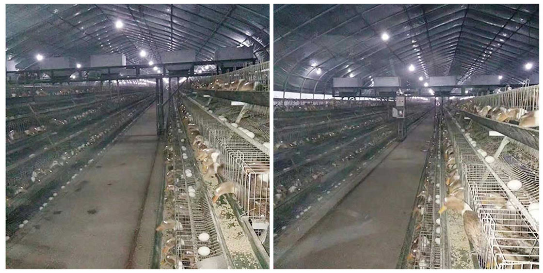 Kandang Bebek Indoor Galvanzied Hot Dipped 64 - 80 Kapasitas Bebek Ramah Lingkungan