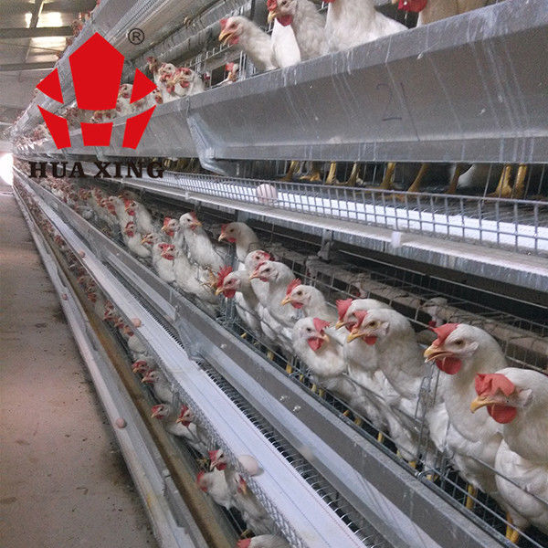 Produsen Kandang 90 - 160 Burung Peralatan Peternakan Ayam Petelur Galvanis Panas Lapis Kandang Ayam