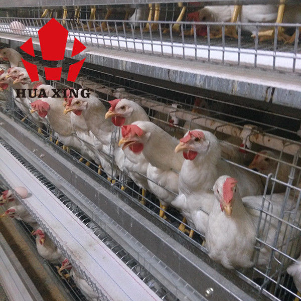 Produsen Kandang 90 - 160 Burung Peralatan Peternakan Ayam Petelur Galvanis Panas Lapis Kandang Ayam