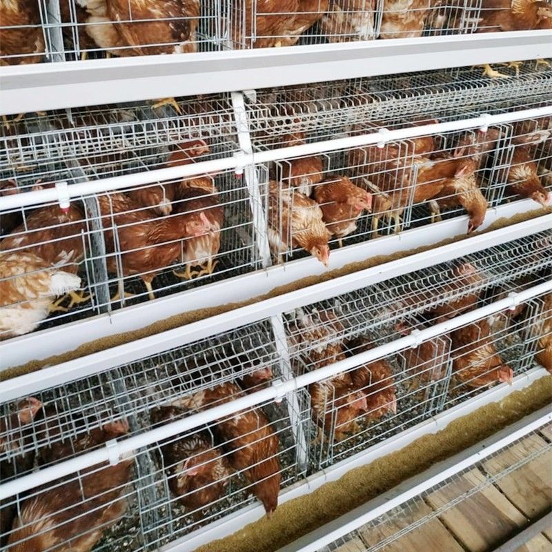 3/4 tier A Tipe Kandang Ayam Kandang Lapisan Telur Ayam Untuk Peternakan Unggas