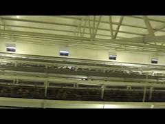 3 Tier 96 Birds Layer Chicken Cage With Feeding And Collecting System