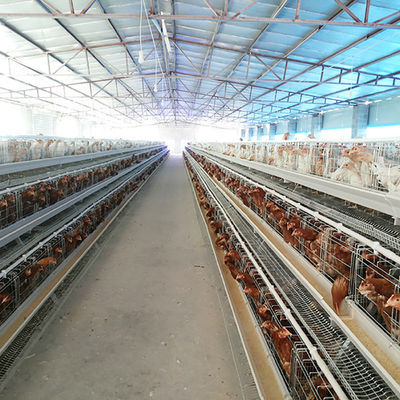 Jenis Sistem Kandang Baterai Lapisan Kandang Ayam Ayam Untuk Dijual